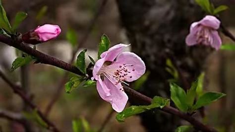 陰桃花意思